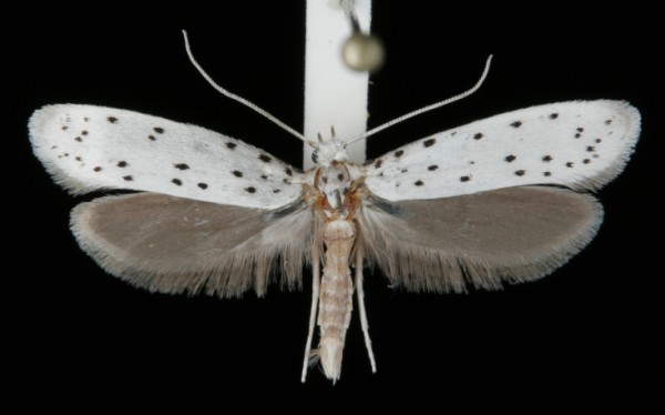 Yponomeuta malinellus Yponomeuta malinellus