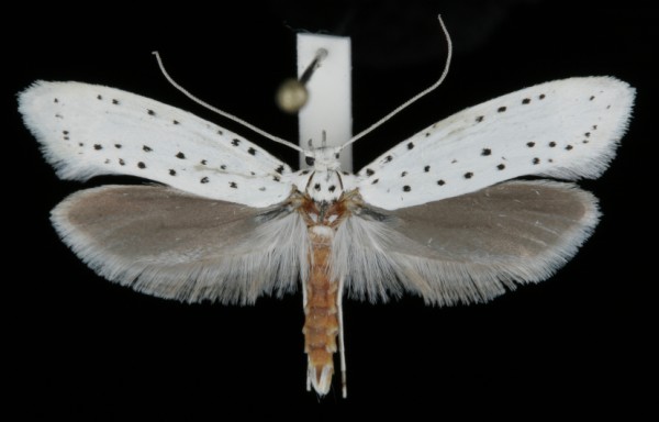 Yponomeuta cagnagella Yponomeuta cagnagella