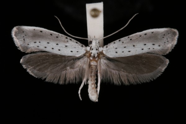 Yponomeuta rorrella Yponomeuta rorrella