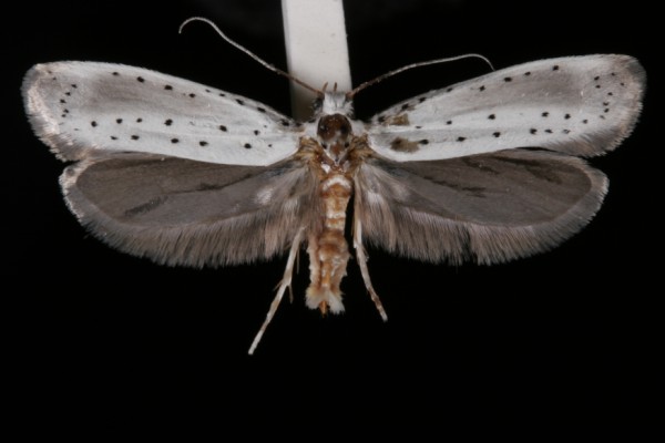 Yponomeuta rorrella Yponomeuta rorrella