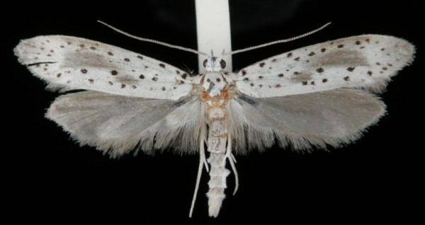 Yponomeuta irrorella Yponomeuta irrorella