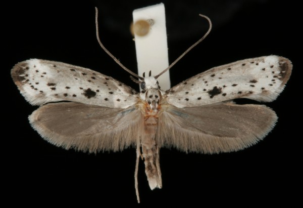 Yponomeuta plumbella Yponomeuta plumbella
