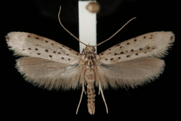 Yponomeuta sedella Yponomeuta sedella