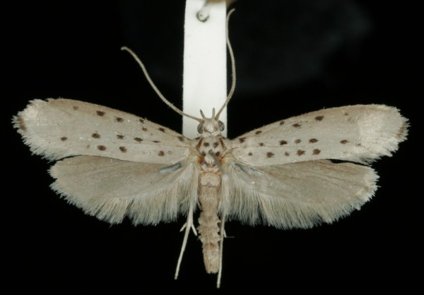 Yponomeuta sedella Yponomeuta sedella