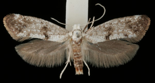 Swammerdamia caesiella Swammerdamia caesiella