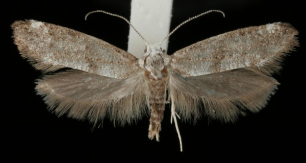 Swammerdamia caesiella Swammerdamia caesiella