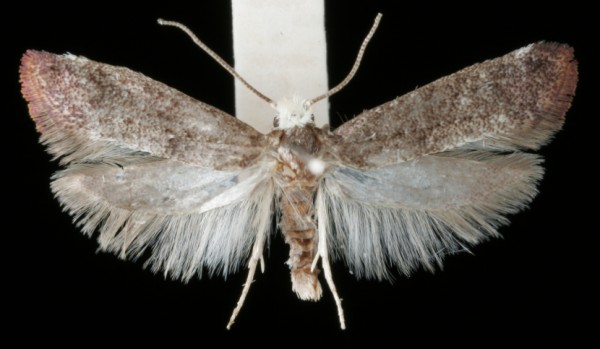 Swammerdamia pyrella Swammerdamia pyrella