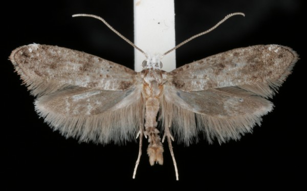 Paraswammerdamia nebulella Paraswammerdamia nebulella