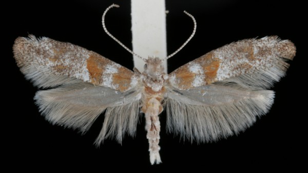 Cedestis gysseleniella Cedestis gysseleniella