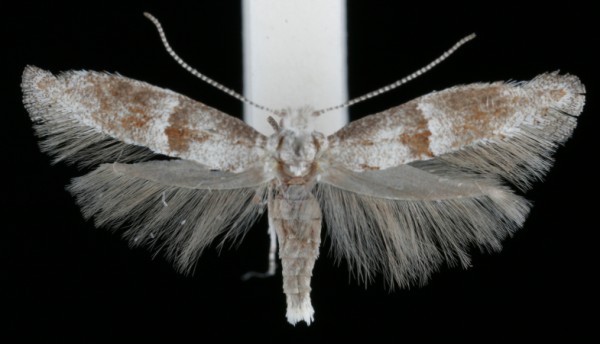 Cedestis subfasciella Cedestis subfasciella