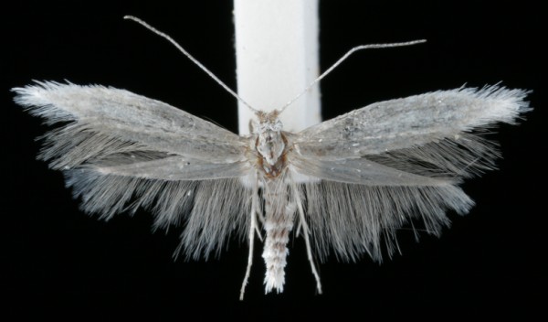 Ocnerostoma piniariella Ocnerostoma piniariella