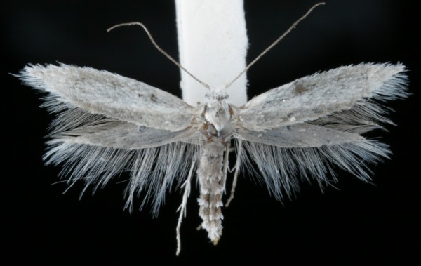 Ocnerostoma friesei Ocnerostoma friesei