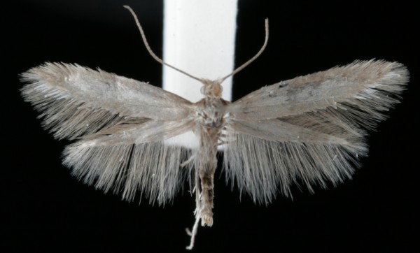 Ocnerostoma friesei Ocnerostoma friesei