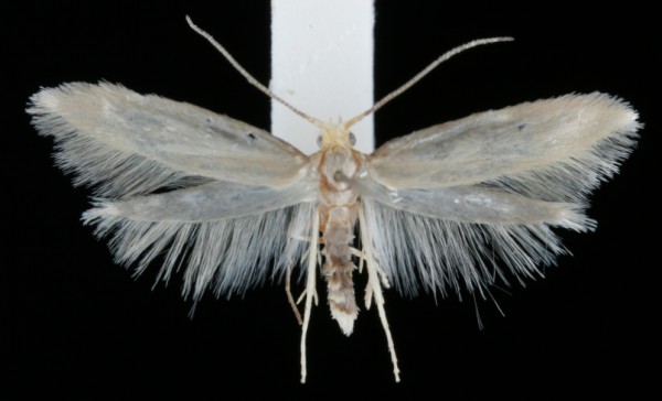 Argyresthia glabratella Argyresthia glabratella