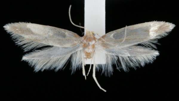 Argyresthia bergiella Argyresthia bergiella