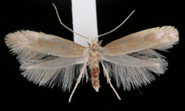 Argyresthia praecocella Argyresthia praecocella