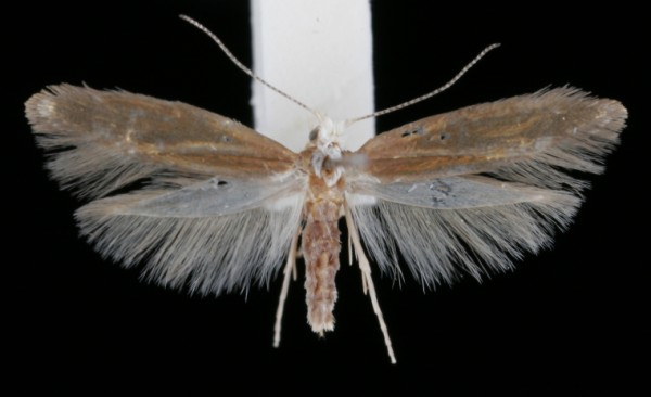 Argyresthia arceuthina Argyresthia arceuthina