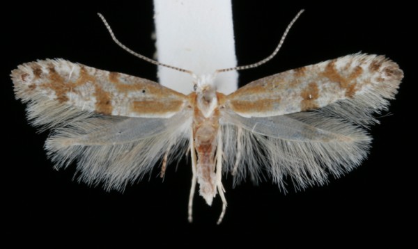 Argyresthia dilectella Argyresthia dilectella