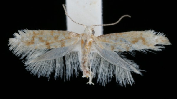 Argyresthia reticulata Argyresthia reticulata