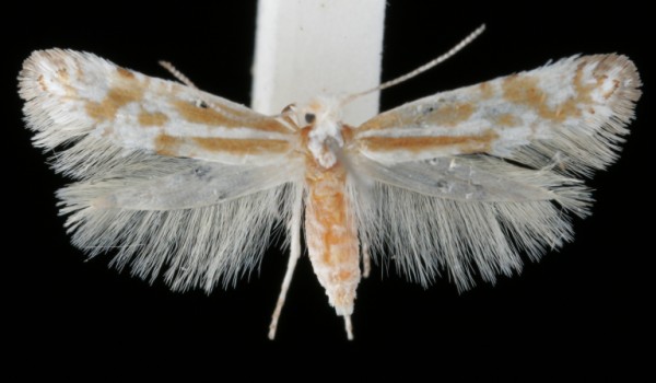 Argyresthia abdominalis Argyresthia abdominalis