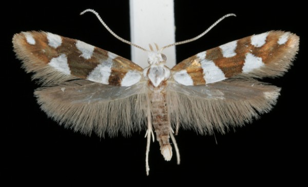 Argyresthia brockeella Argyresthia brockeella