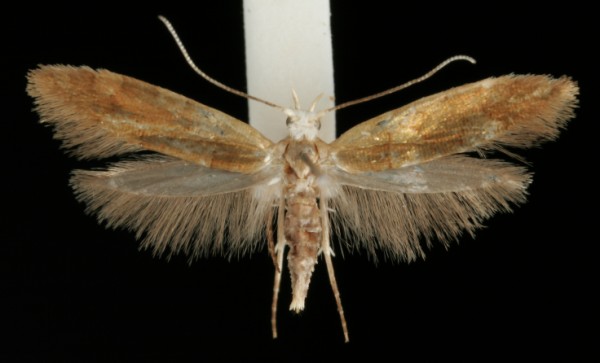 Argyresthia brockeella Argyresthia brockeella