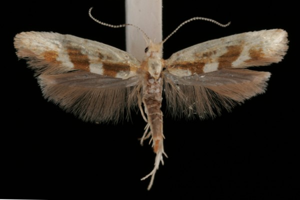 Argyresthia pygmaeella Argyresthia pygmaeella