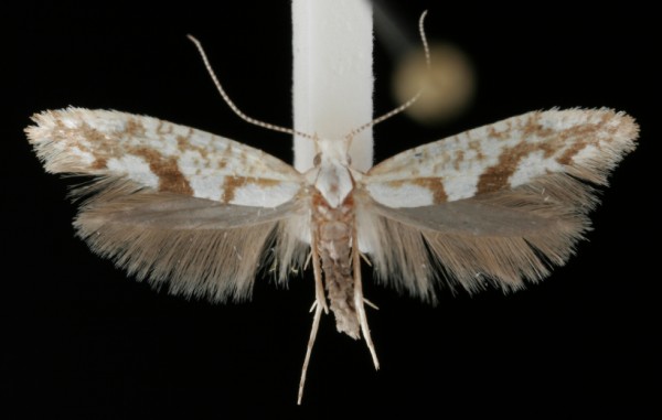 Argyresthia sorbiella Argyresthia sorbiella