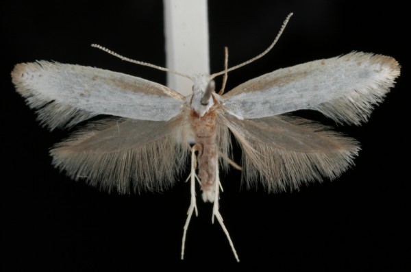Argyresthia retinella Argyresthia retinella