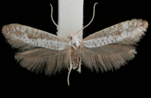 Argyresthia retinella Argyresthia retinella