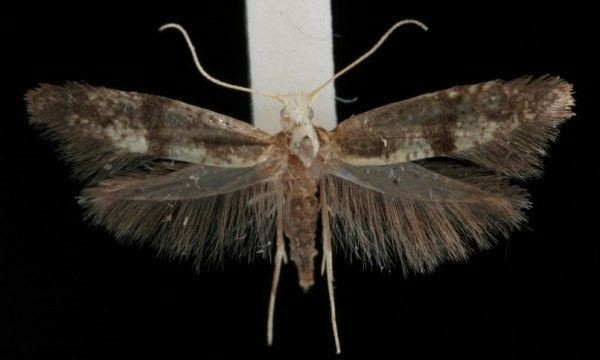 Argyresthia glaucinella Argyresthia glaucinella
