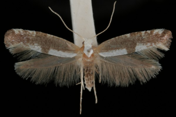 Argyresthia spinosella Argyresthia spinosella