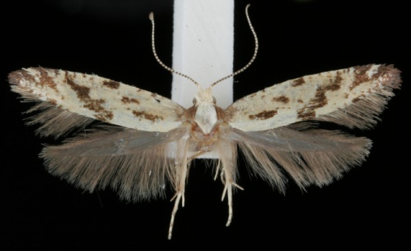 Argyresthia conjugella Argyresthia conjugella