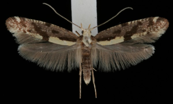 Argyresthia conjugella Argyresthia conjugella