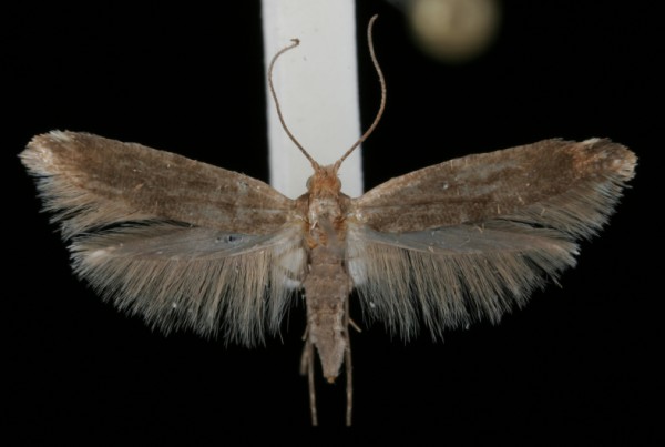 Argyresthia conjugella Argyresthia conjugella