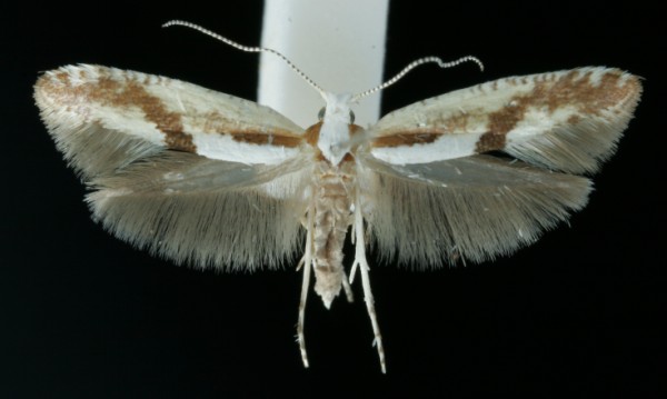 Argyresthia bonnetella Argyresthia bonnetella