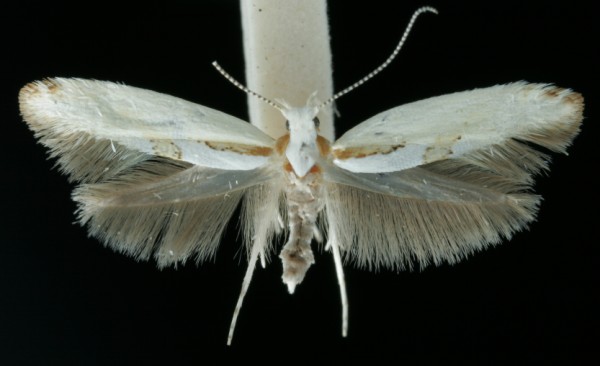 Argyresthia bonnetella Argyresthia bonnetella