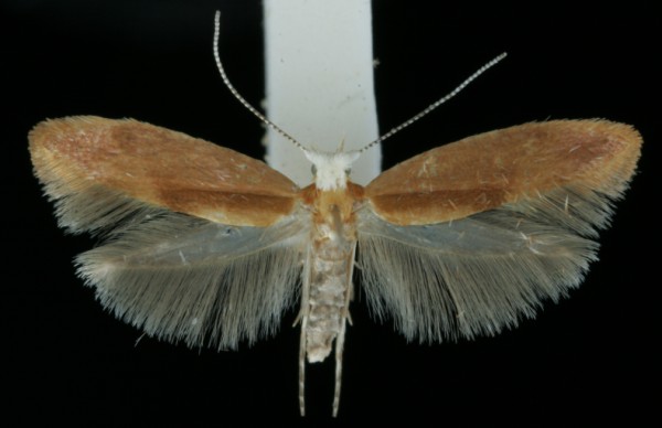 Argyresthia albistria Argyresthia albistria
