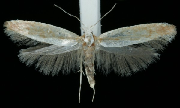 Argyresthia semitestacella Argyresthia semitestacella
