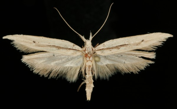Ypsolopha mucronella Ypsolopha mucronella
