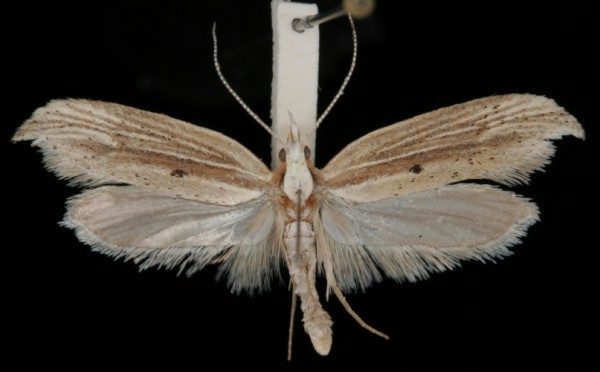 Ypsolopha nemorella Ypsolopha nemorella