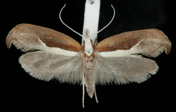Ypsolopha dentella Ypsolopha dentella