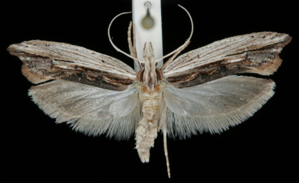 Ypsolopha scabrella Ypsolopha scabrella