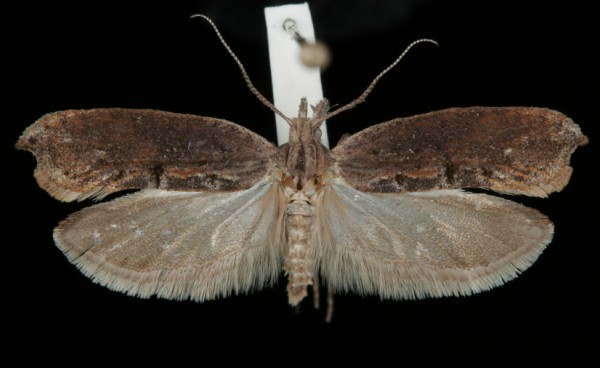 Ypsolopha horridella Ypsolopha horridella