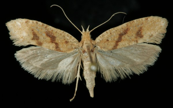 Ypsolopha sylvella Ypsolopha sylvella
