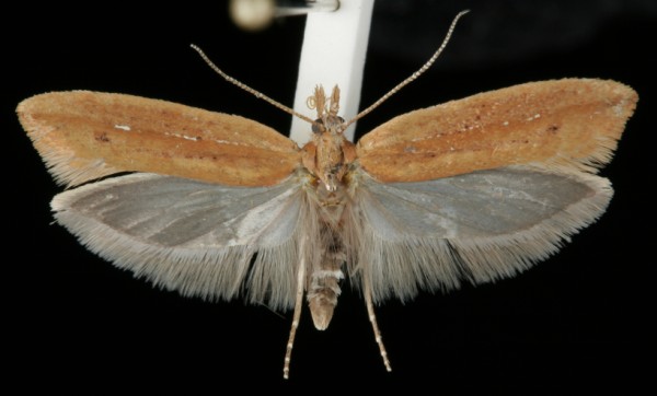 Ypsolopha parenthesella