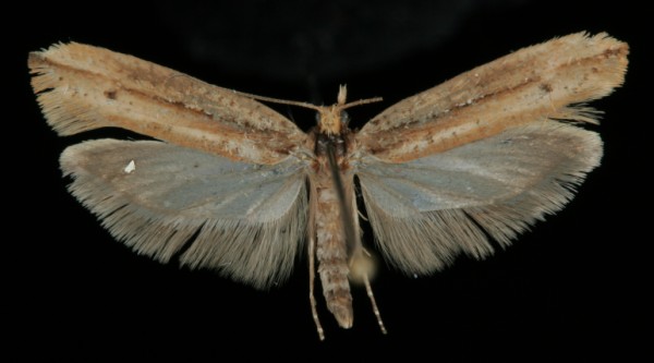 Ypsolopha ustella Ypsolopha ustella
