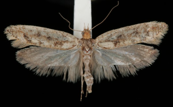 Ypsolopha ustella Ypsolopha ustella
