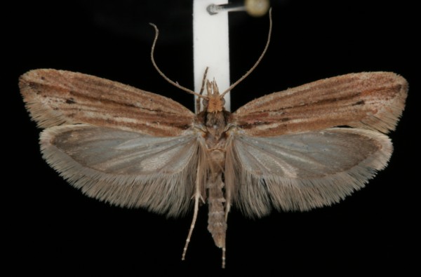 Ypsolopha ustella Ypsolopha ustella