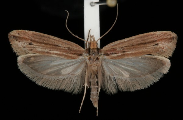 Ypsolopha ustella